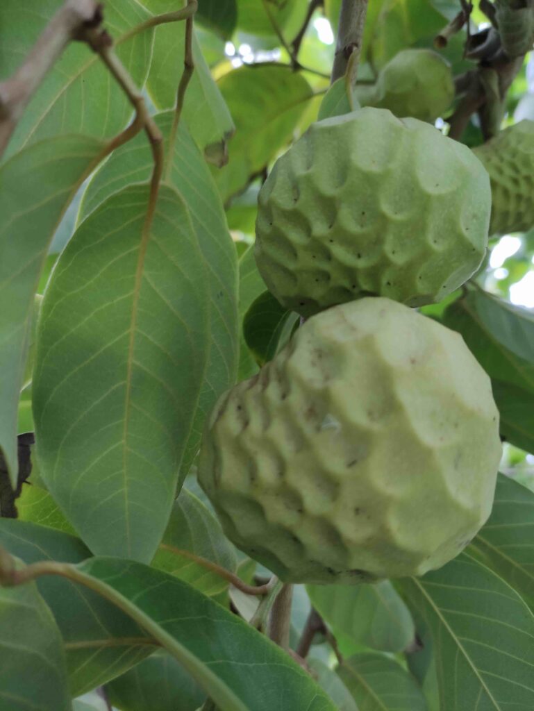 Annona bio